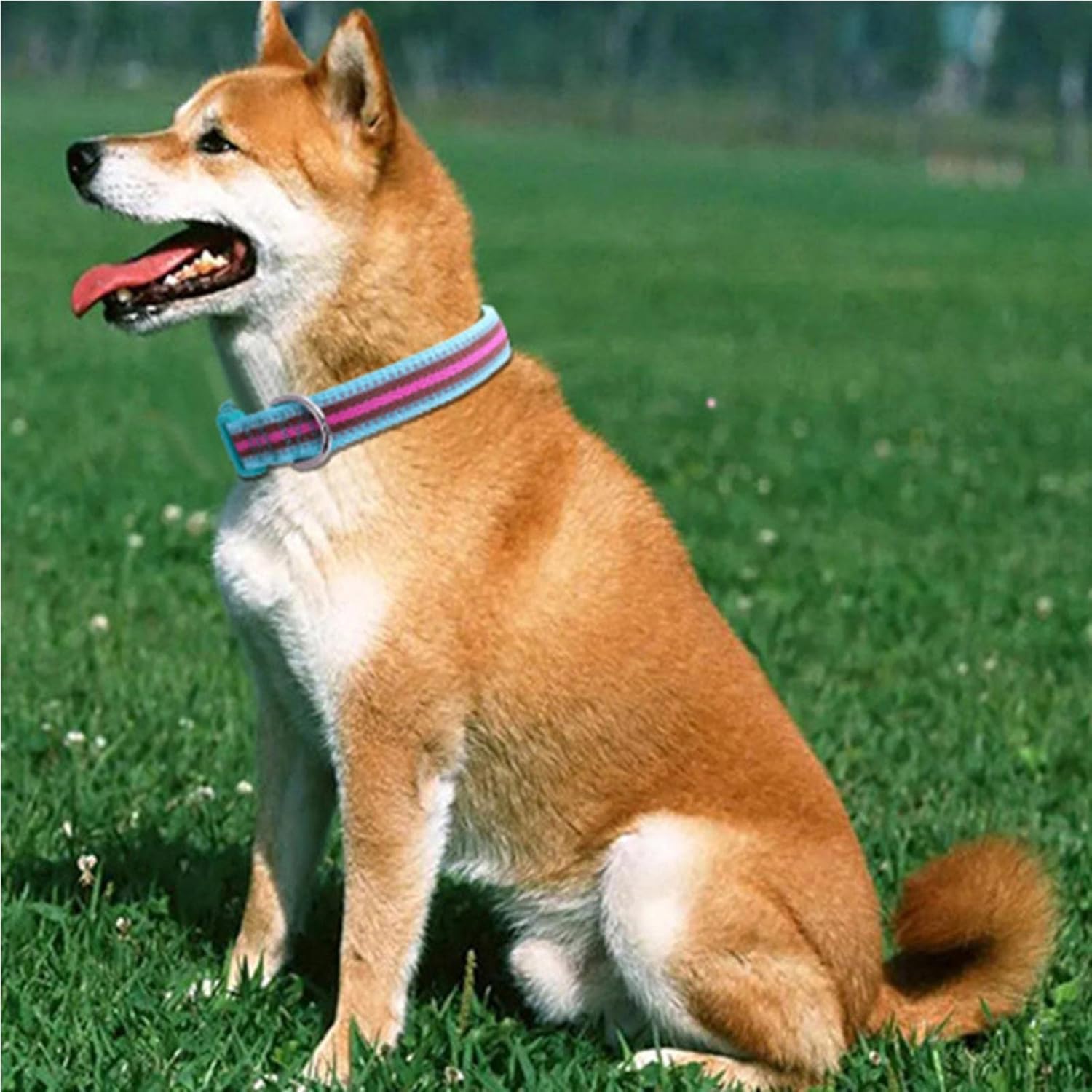 Collari per Cani, Collare tattico for Cani, Collare Riflettente Carino, Largo e Resistente con Fibbia di Sicurezza for Qualsiasi Razza(Red,X Large)