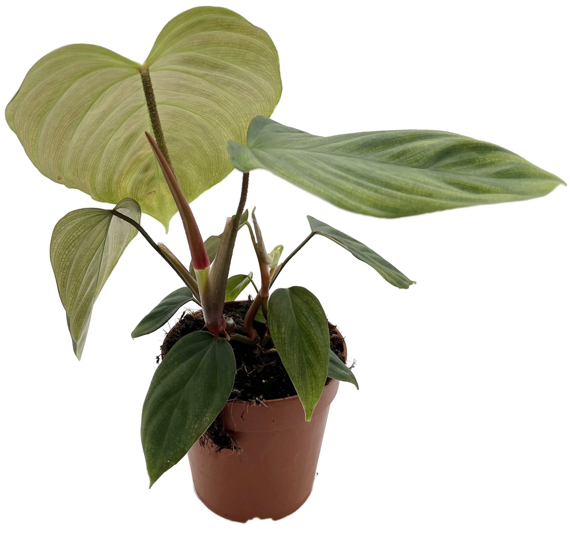 Fangblatt - Philodendron spec."Fuzzy Petiole" (Squamicaule) - seltener  Baumfreund im  12 cm Topf - auergewhnliche Zimmerpflanze : Amazon.de:  Garten