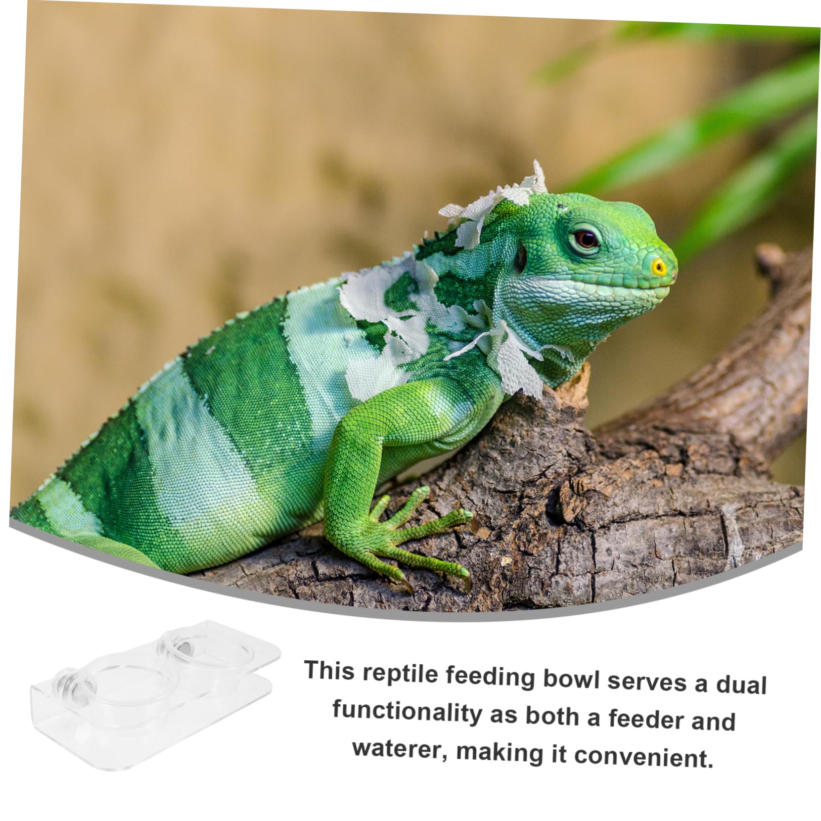 YARNOW 4 Ensembles Mangeoire pour Reptiles Rebord d'alimentation pour Gecko Rebord d'alimentation pour Gecko Tasses De Nourriture pour Gecko Accessoires De Terrarium Gecko Bol d'eau Bol