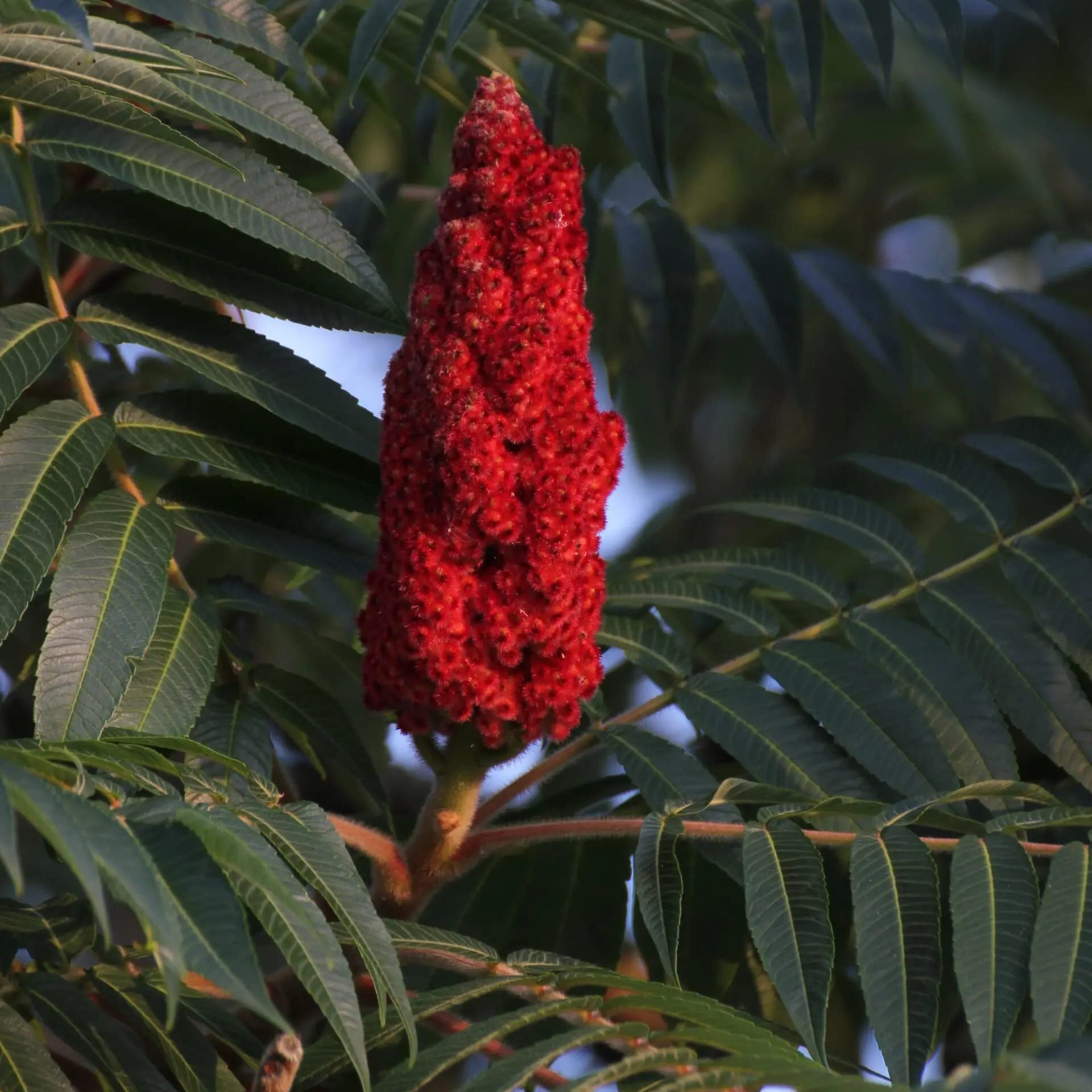 Staghorn Sumac 2-3 Ft Plant - Vibrant Fruits and Wildlife Attraction, Rhus Typhina | Hardy and Low-Maintenance Plant (1 Pack)