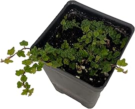 Mini Oakleaf Creeping Fig - Ficus quercifolia -Terrarium/Fairy Garden - 2.5" Pot