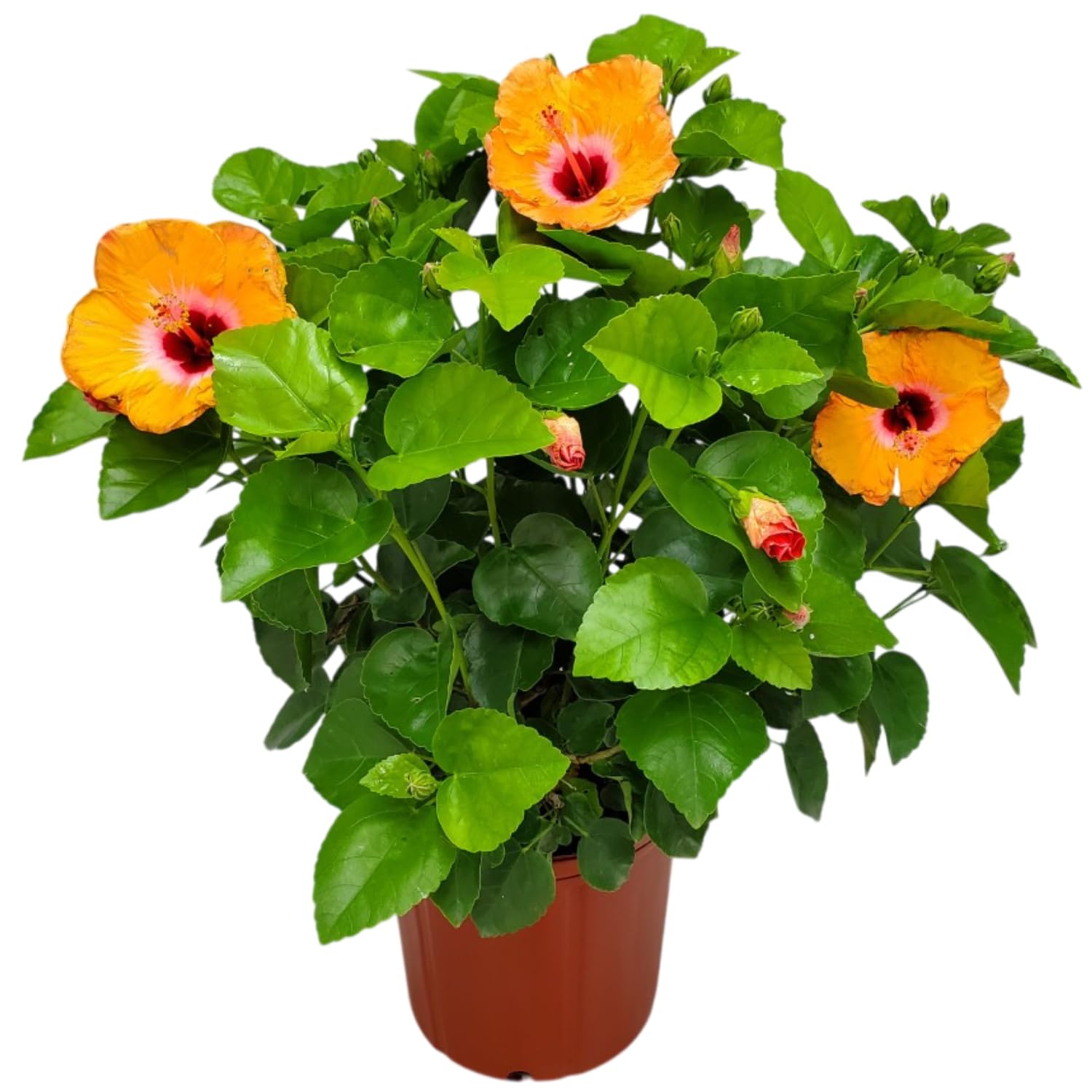 Hibiscus Bush Yoder Dwarf - Tropical Flowering Plant - Orange Mandarin Wind - Overall Height 22" to 26" - Tropical Plants of Florida (Plant Only)