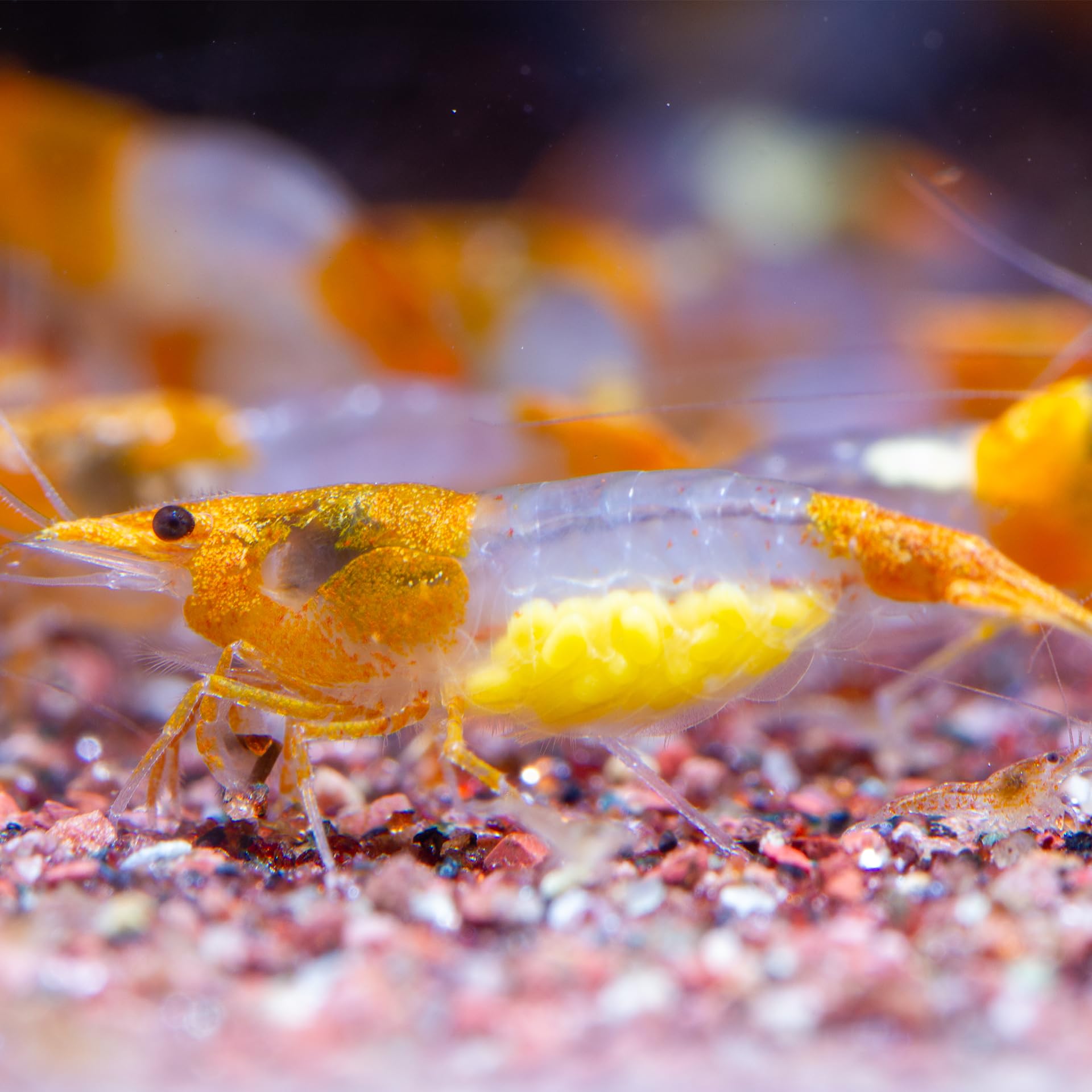 AquabreedingSkill 10 stück Garnelen - Aquarium Garnelen lebend - zwerggarnelen neocaridina friedliche Bewohner für Aquarien Größe 1-1,5 cm (Orange Rilli)