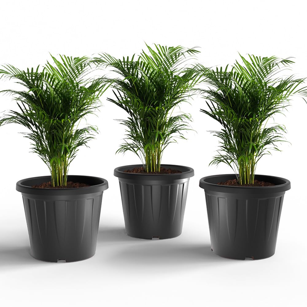 YUCCABE ITALIA SHERA Crown 14 INCH Planter Pack of 3 Nursery pots Set Plastic Planter for Plants Nursery Seedling Germination pots Flower Pots for Balcony (Black)-image-13
