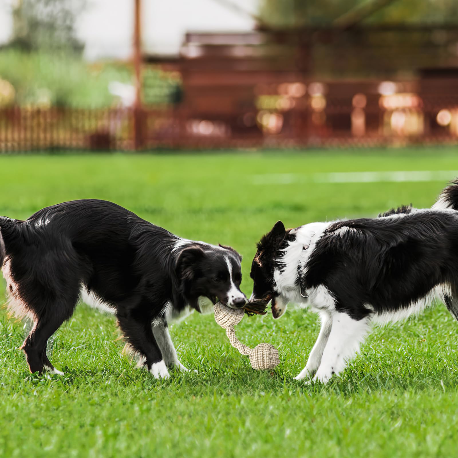 Giocattoli Di Corda Per Cani 3 Pezzi - Gioco Interattivo Durevole Per Masticare, Pulire Denti E Ridurre Ansia - Foto 4