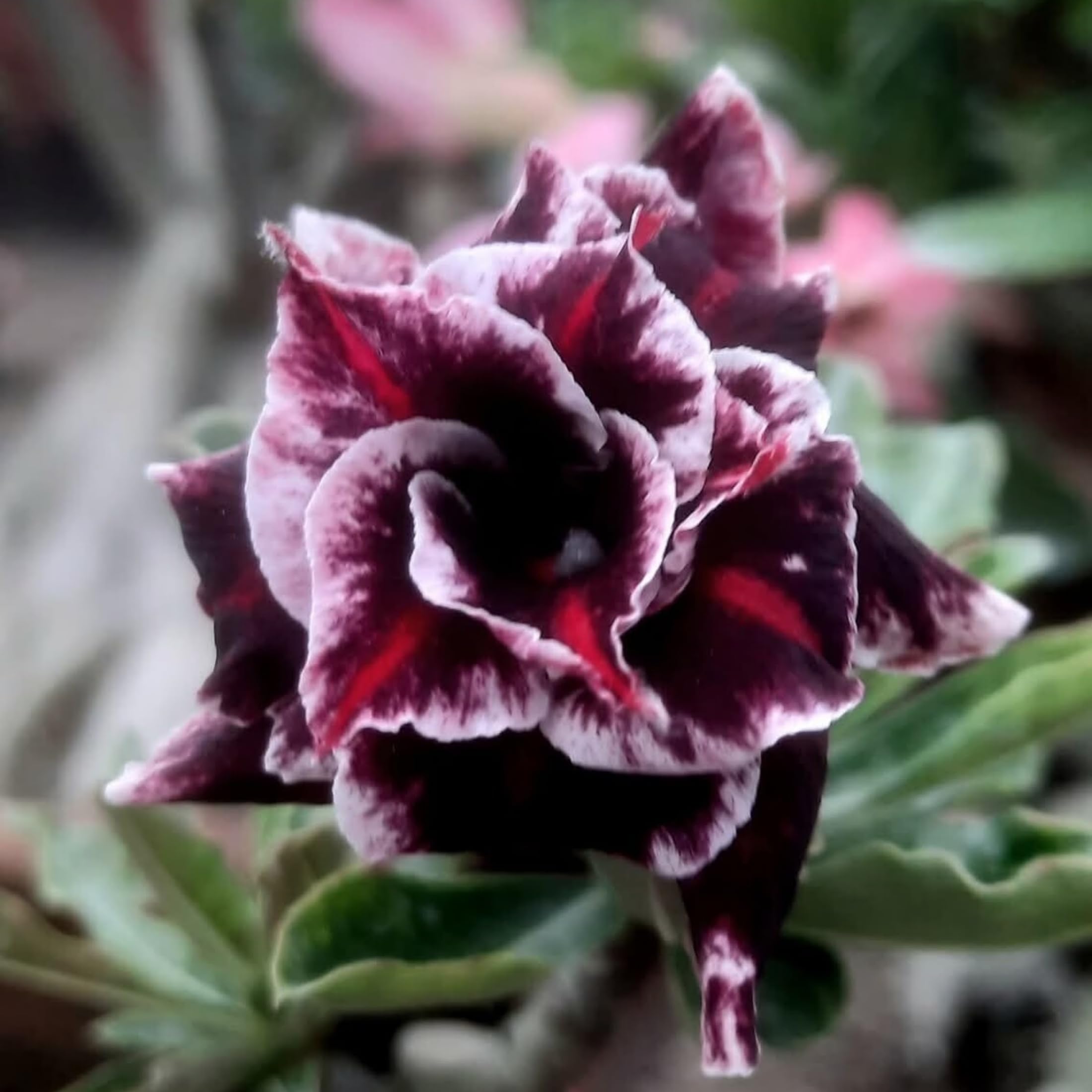 Desert Roses That Bloom All Year Round - Full of Flowers in Spring, Summer and Autumn, Evergreen in Winter,Hardy Perennial, Plants UK, Excellent Display-2bulbs-D