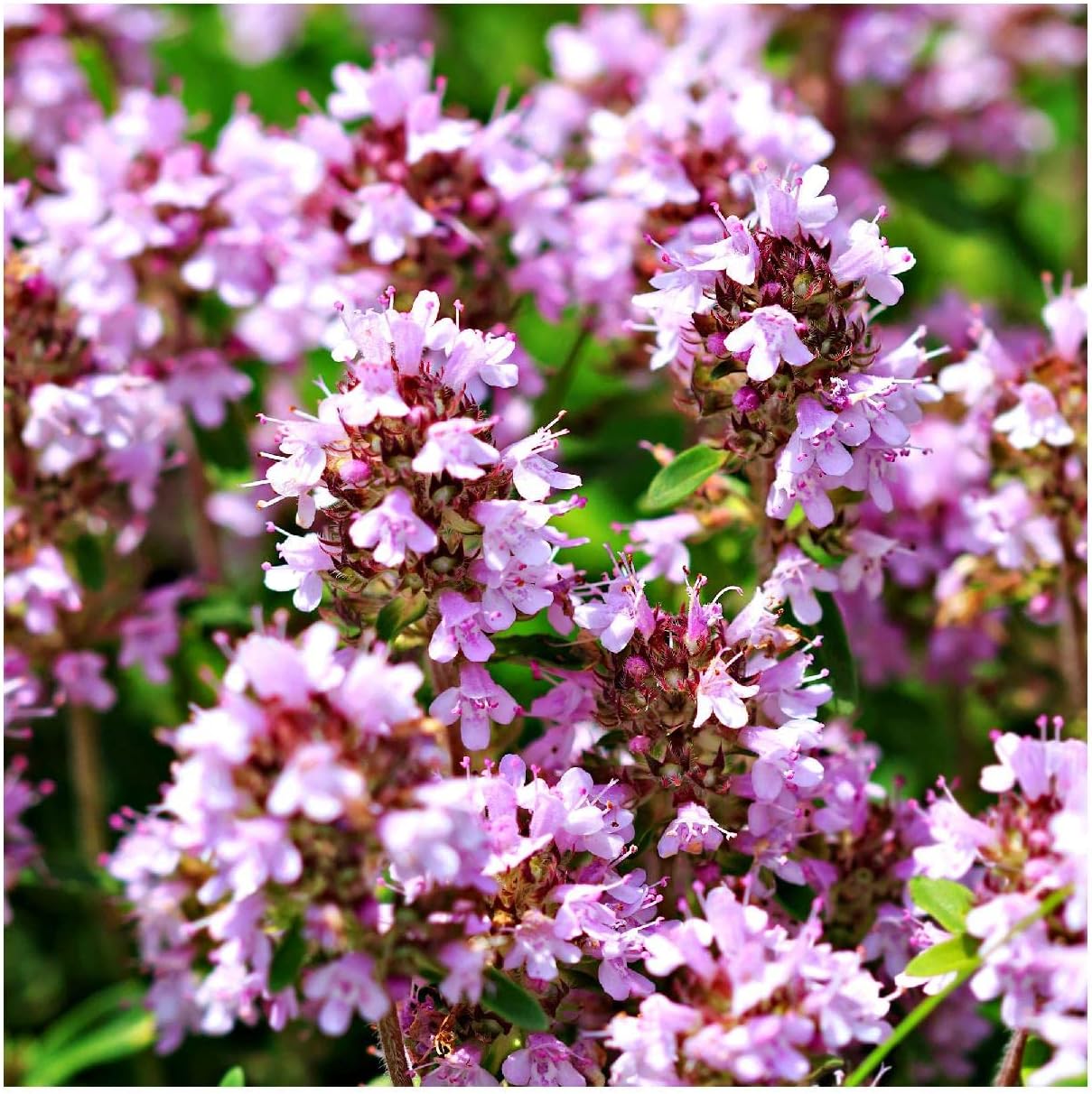 Everwilde Farms - 1 Oz Creeping Thyme Wildflower Seeds - Gold Vault