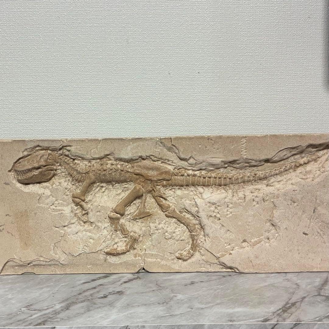 恐竜化石 レプリカ 縦43cm 横16.5cm 人工恐竜博物館展示化石レプリカ等身大 恐竜化石 レプリカ 縦43cm 横16.5cm