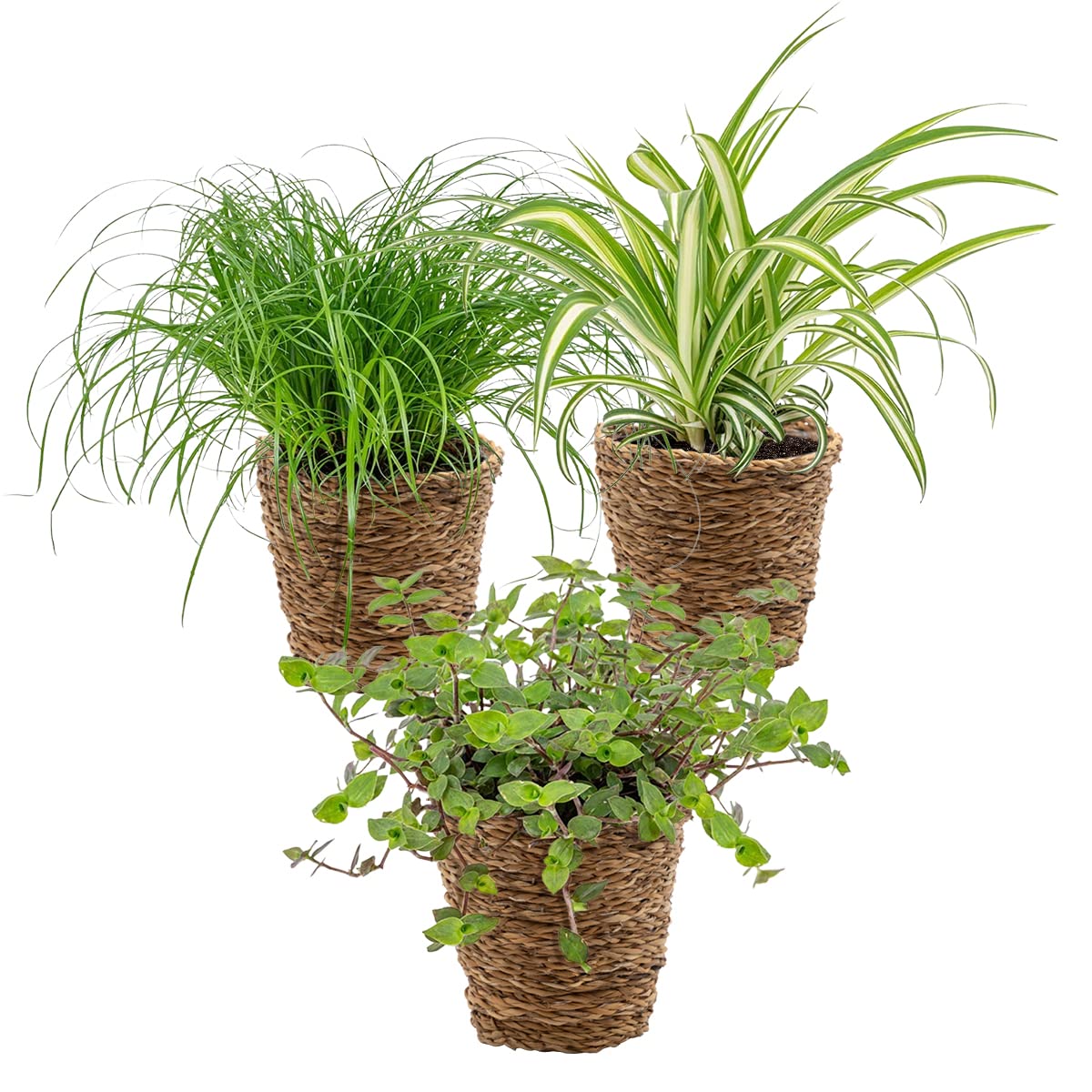 Plantes sans danger pour les animaux avec panier Bloomique de 15-25 cm