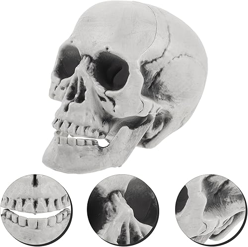 Miniatura 8 de DECHOUS 8 cabezas de calavera de Halloween de plástico cráneos de esqueleto realistas de Halloween a granel, cabezas de esqueleto de 5 pulgadas,