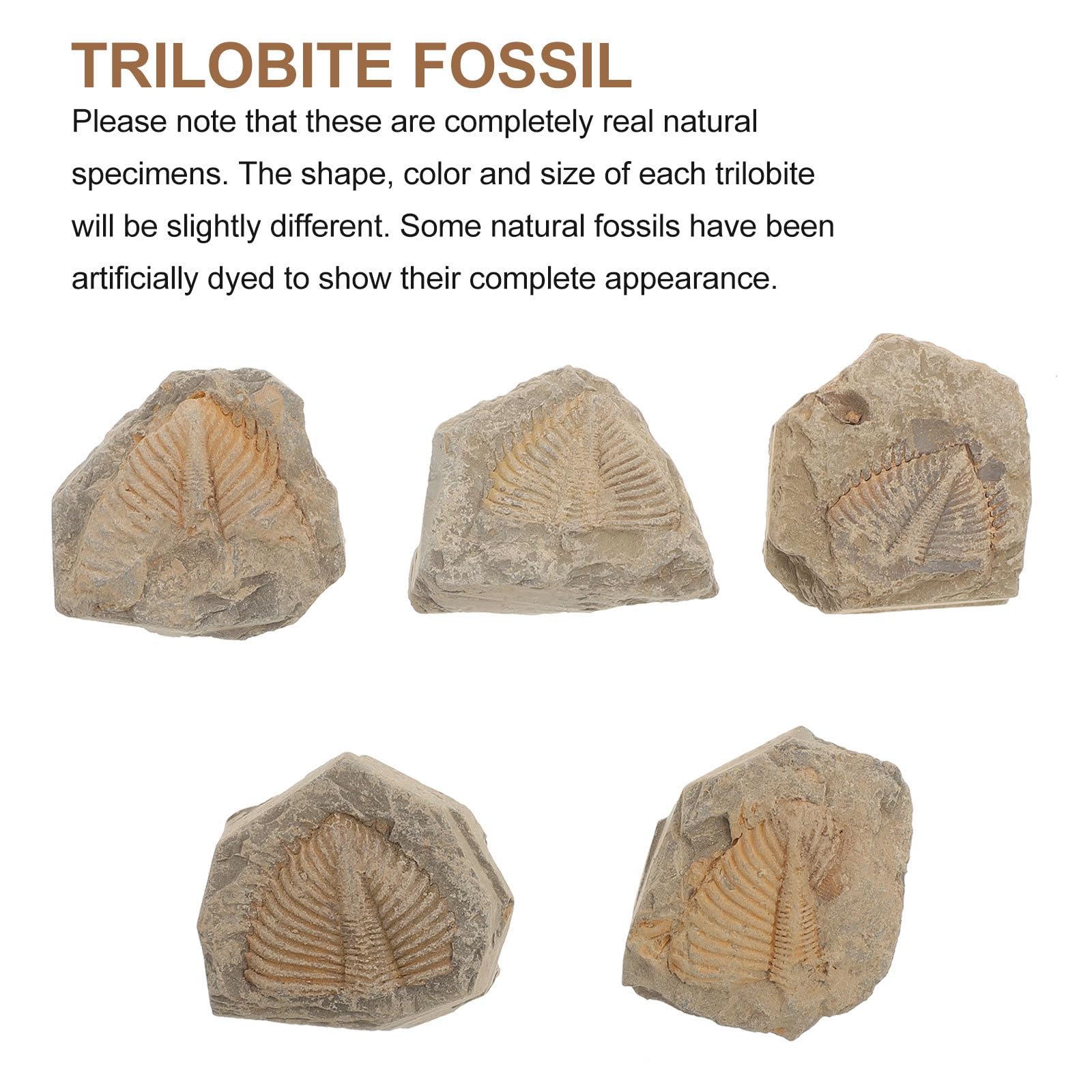 Fossiles de Trilobites Naturels 5 Pièces, Spécimens Pédagogiques Uniques Aléatoire, Modèle de Simulation D’arthropode Ancien pour Collection et Enseignement Scientifique