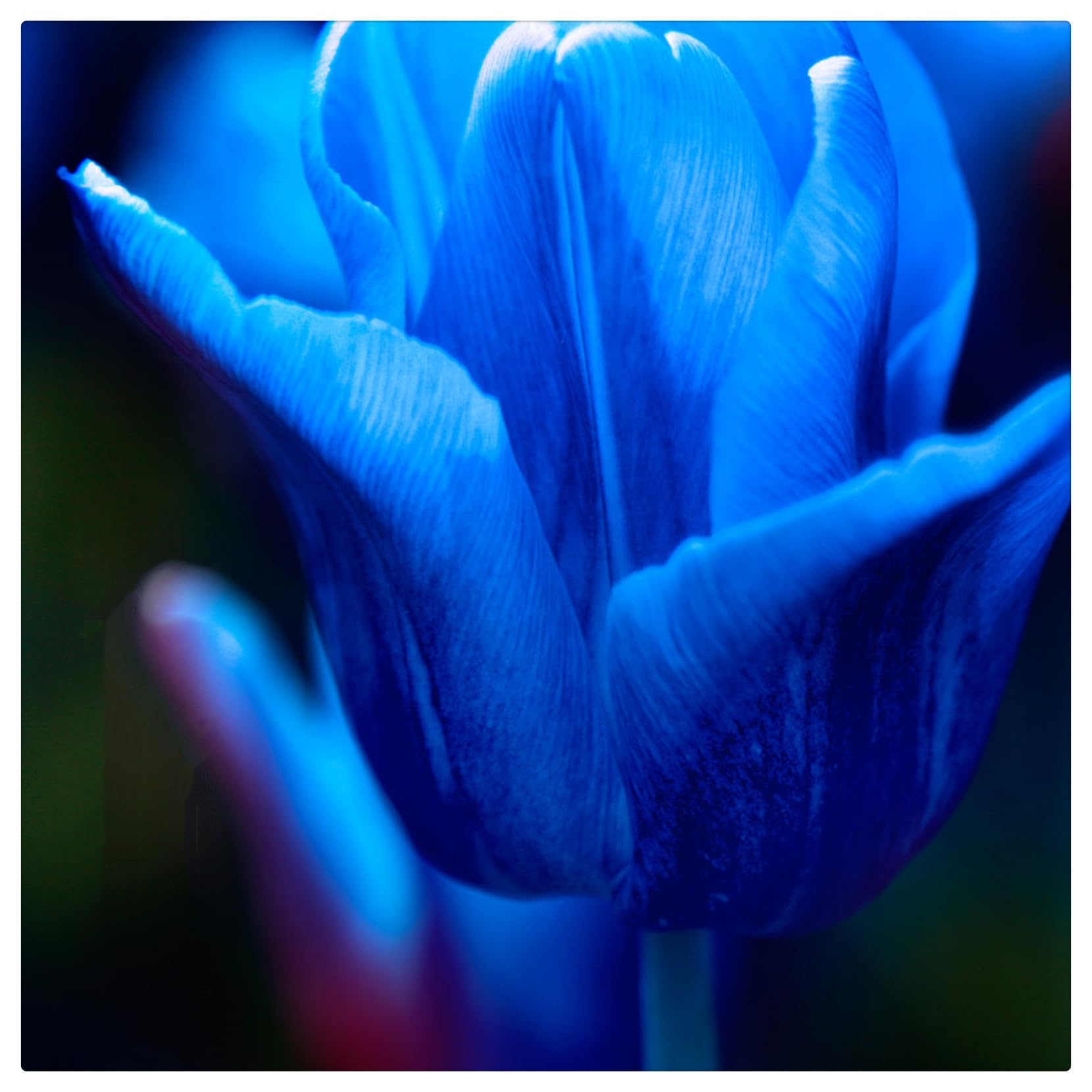 Tulipano Bulbi, Bulbi di Tulipani,Turgidi, Tulipani bulboso,Sani, Robusti, Compatti, Intatti, Vigorosi-15 bulbi-I