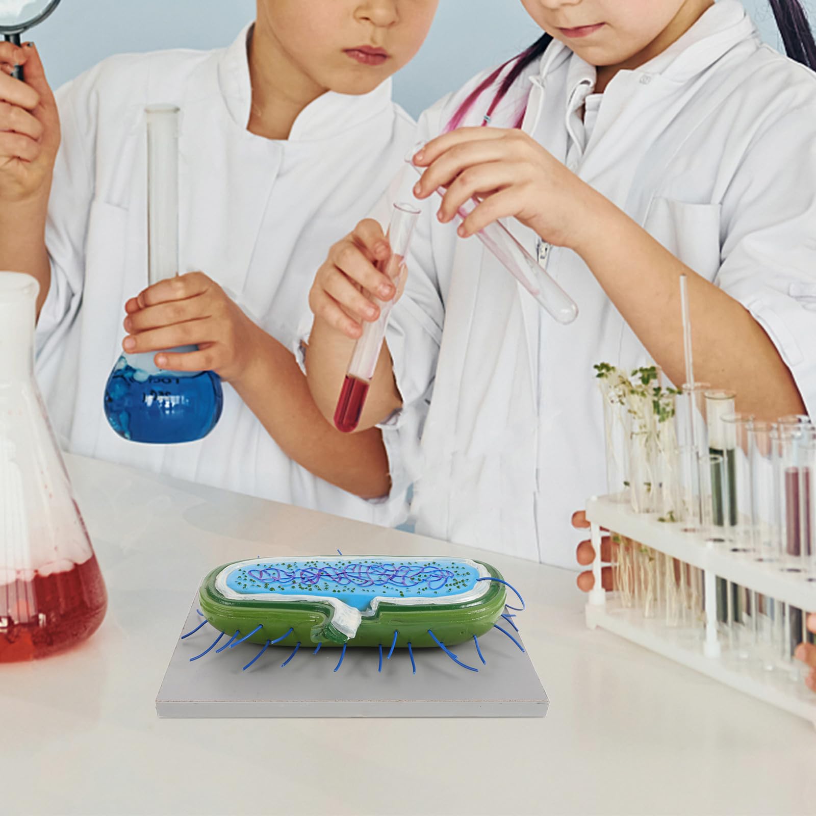 Strumento Didattico 3d Realistico per Insegnamento Biologico, Materiale Scolastico Versatile per Scuole Medie, Strumento Educativo per Laboratorio e Divulgazione Scientifica