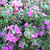 4 Fragrant Sage Salvia Live Plants, Planting in Spring Sage Plants Live, 5 to 10 Inches in Tall, Change Color (Dwarf Texas)