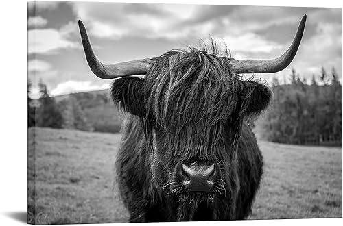Lienzo impreso para pared, diseño de Texas Freedom en blanco y negro, imágenes de vacas de las tierras altas, pintura de animales salvajes, ganado,