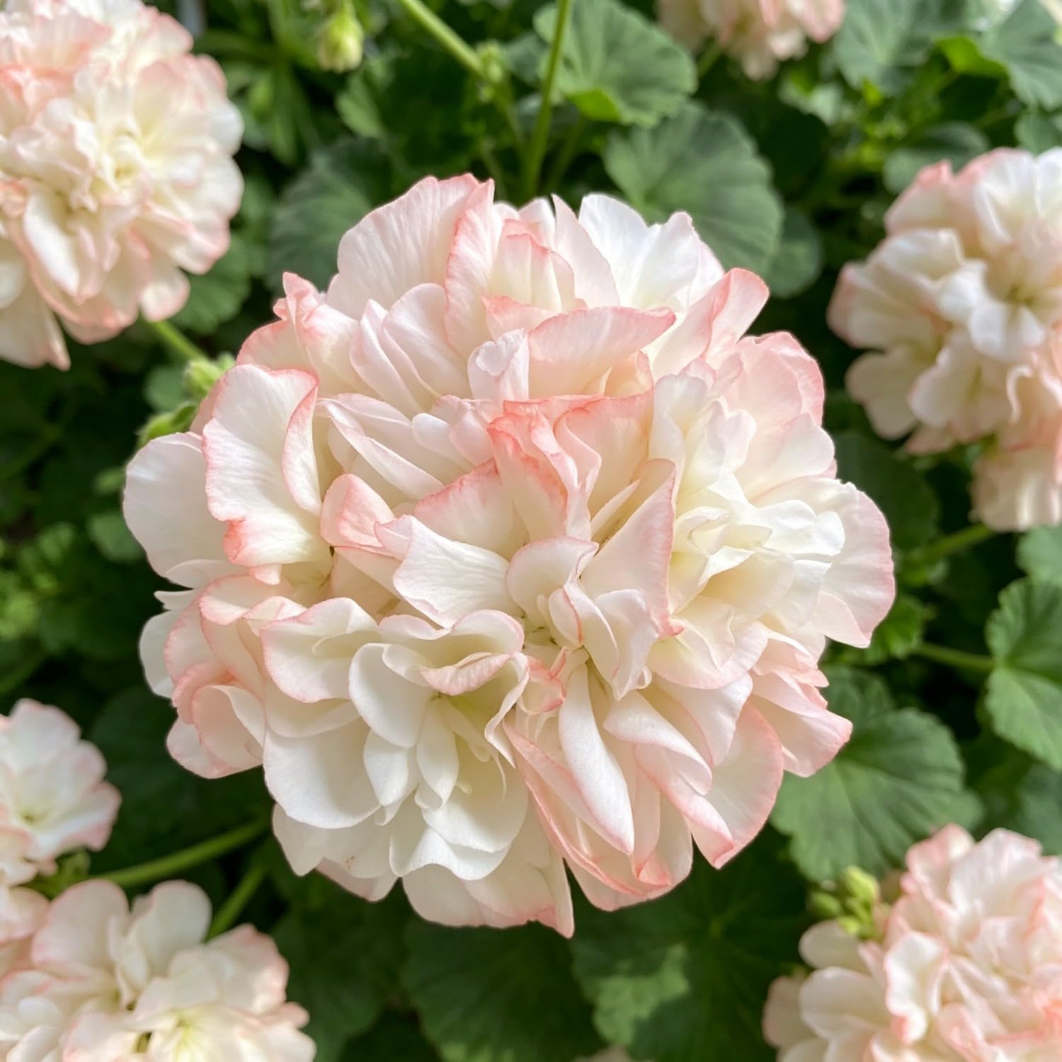 Geranium Seed-Hardy，Perennial Delights for Spectacular Garden Displays