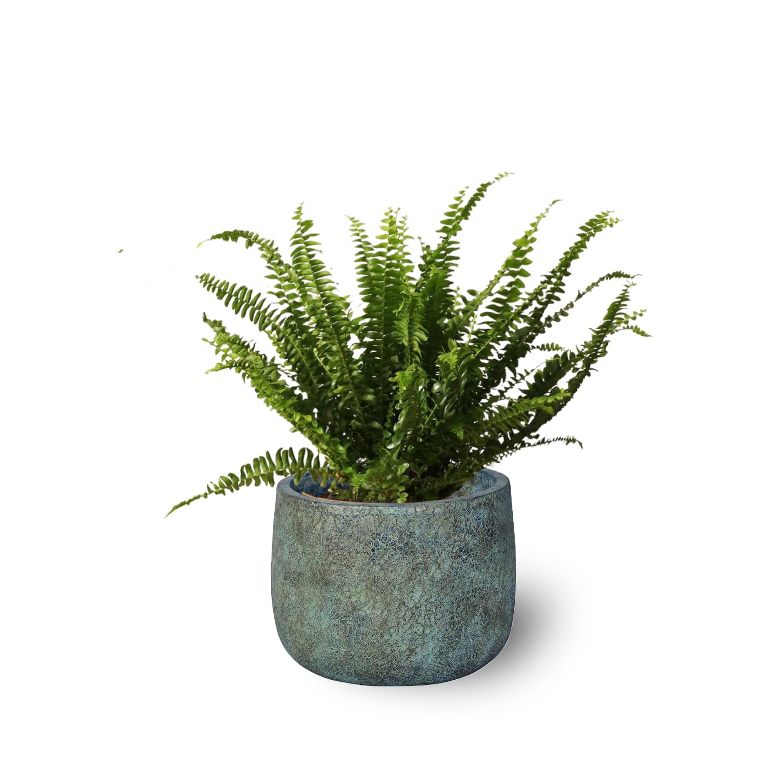 SMPLY. Pack 3 Plantas Naturales Interior Purificadoras del Aire: Sanseviera + Helecho de Boston + Lirio de Paz, Ø12-13 cm, Alto 30-50 cm,Decoración del Hogar (No Incluye Maceta de cerámica)