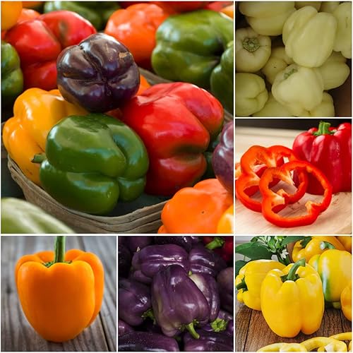 Miniatura 3 de Seed Needs, Semillas de pimiento arcoíris  100 semillas tradicionales para plantar Capsicum annuum  perfectas para un jardín interior o exterior,