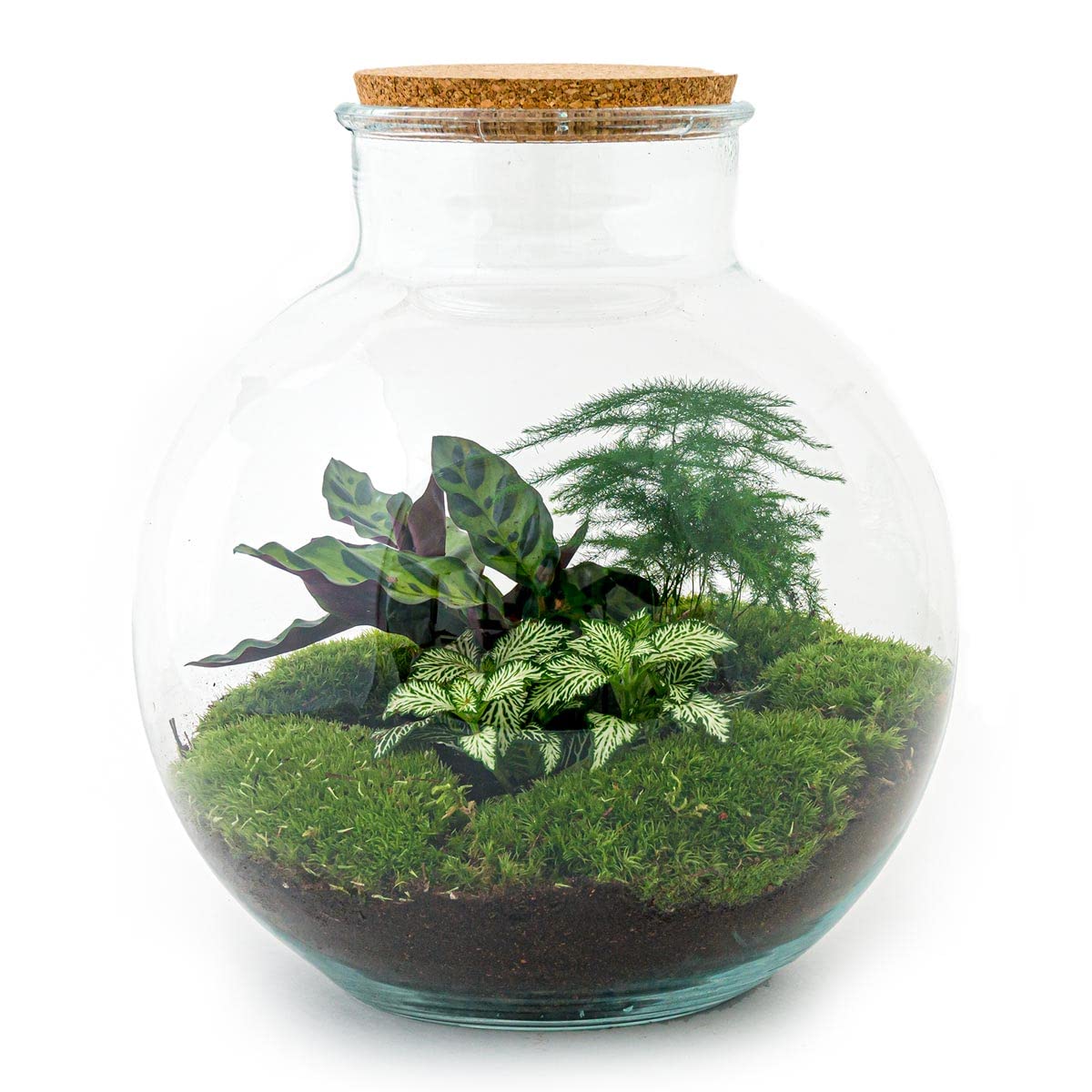 Terrarium do roślin • Bolder Bob • roślina ekosystemowa • ↑ 30 cm – DIY – kompletny zestaw terrarium – terrarium do roślin – urbanjngl | terrarium + grabie + łopatka