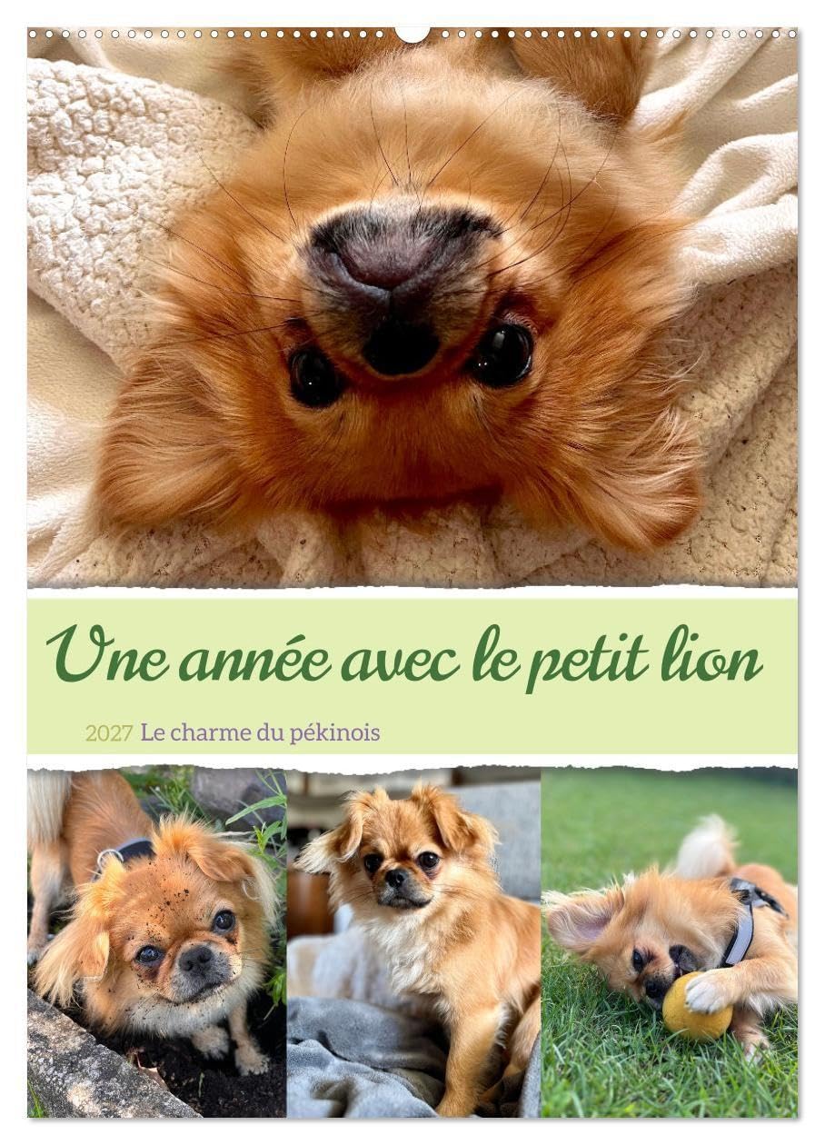 Une année avec le petit lion - Le charme du pékinois (Calendrier mural 2027 DIN A2 horizontal), CALVENDO calendrier mensuel: Charmant calendrier ... au c¿ur. Un must pour les fans de chiens