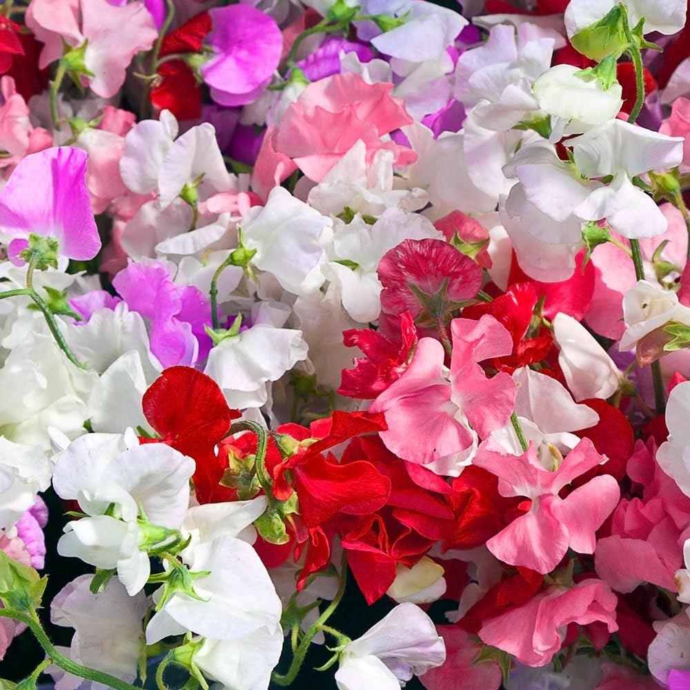 Sweet Pea Jet Set Mix Seeds – Semi-Tall with Large Flowers in a Unique Colours – Hardy Annual – for Your Beautiful Garden