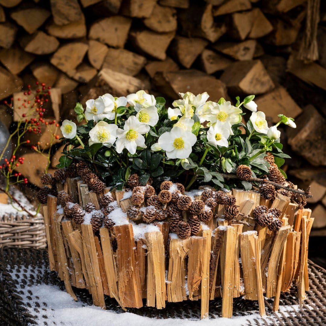 Plants By Frank Christrosen Set - 12x Helleborus Niger Winterharte Gartenpflanzen