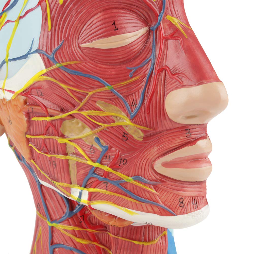 Modello anatomico a mezza testa a grandezza naturale, educazione scientifica Cervello della testa umana, modello di studio della sezione