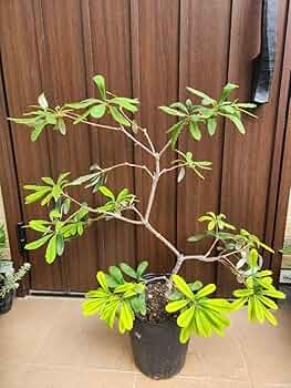 バンクシア　グランディス　鉢植え　苗　ワイルドフラワー　ドライガーデン バンクシア グランディス 鉢植え 苗木 ワイルドフラワー