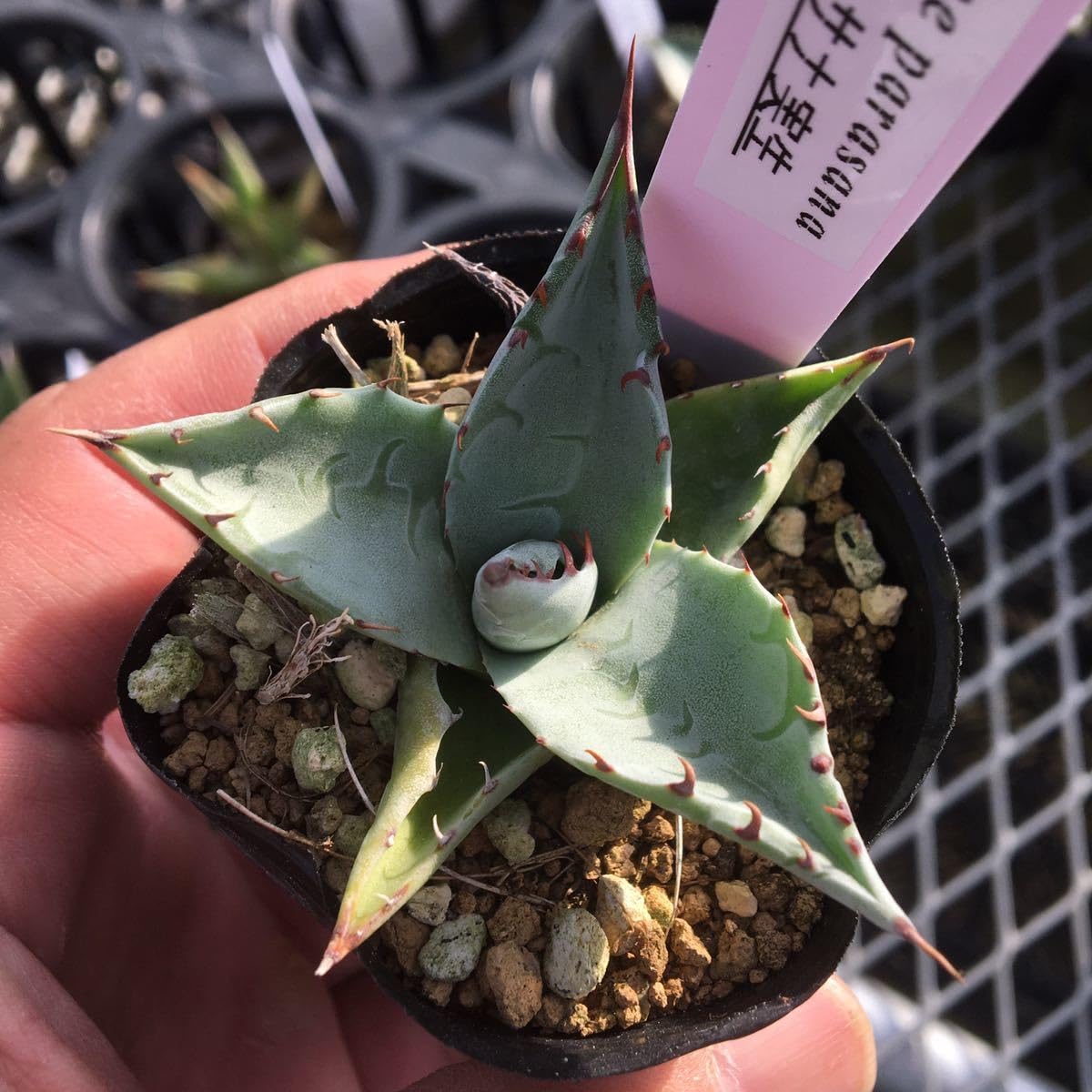 Amazon.co.jp: 多肉植物 アガベ パラサナ 実生苗3 第4種郵便