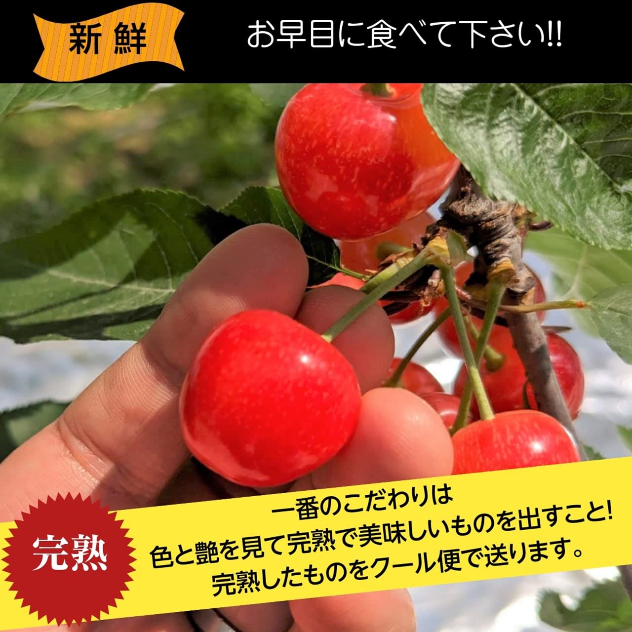 Amazon.co.jp: さくらんぼ 【一愛農園】 紅秀峰 1kg 2L 秀 贈答 山形