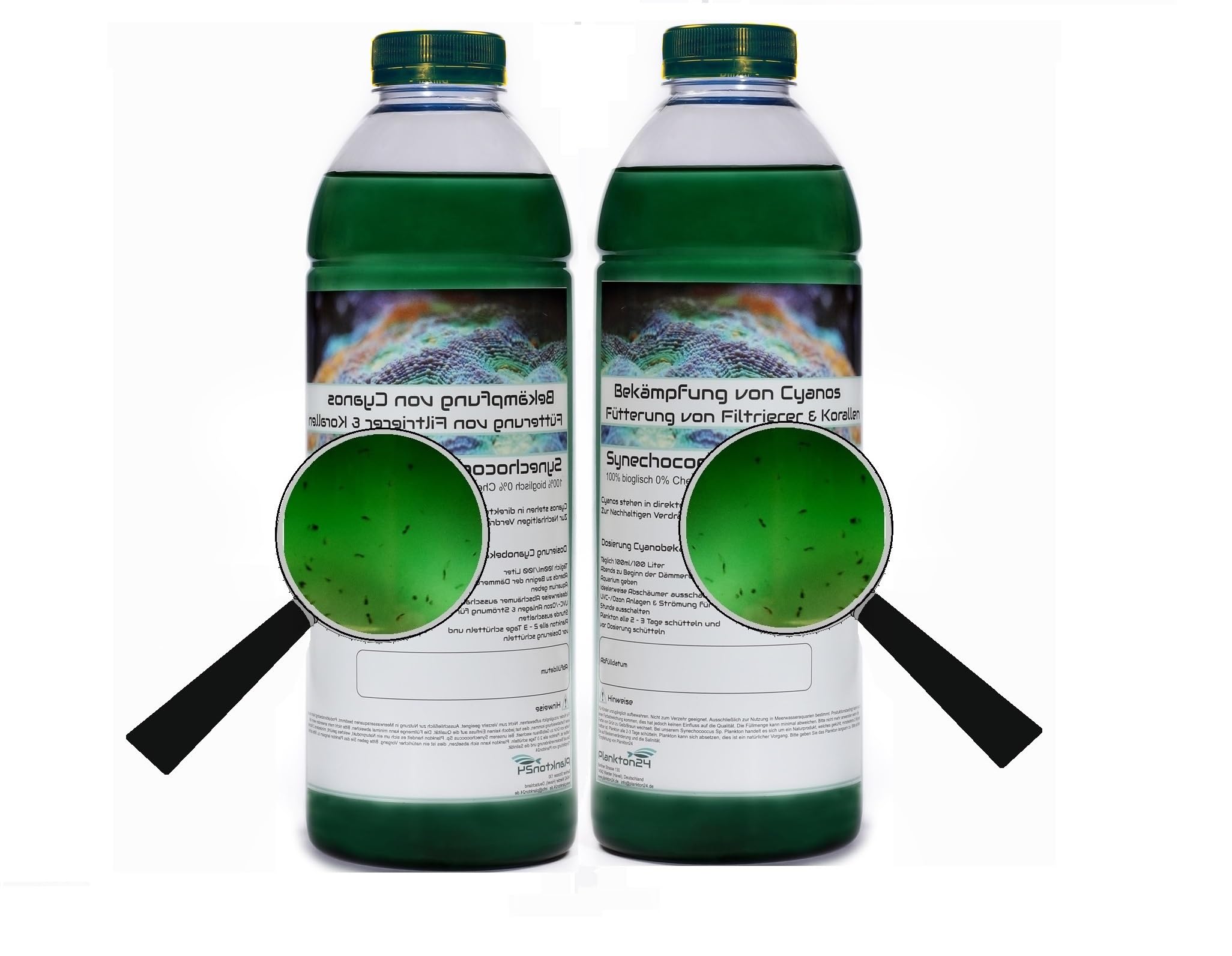 Synechococcus PhytoPlankton Cyano 2 l avec un coup supplémentaire Zooplancton Tigerpods