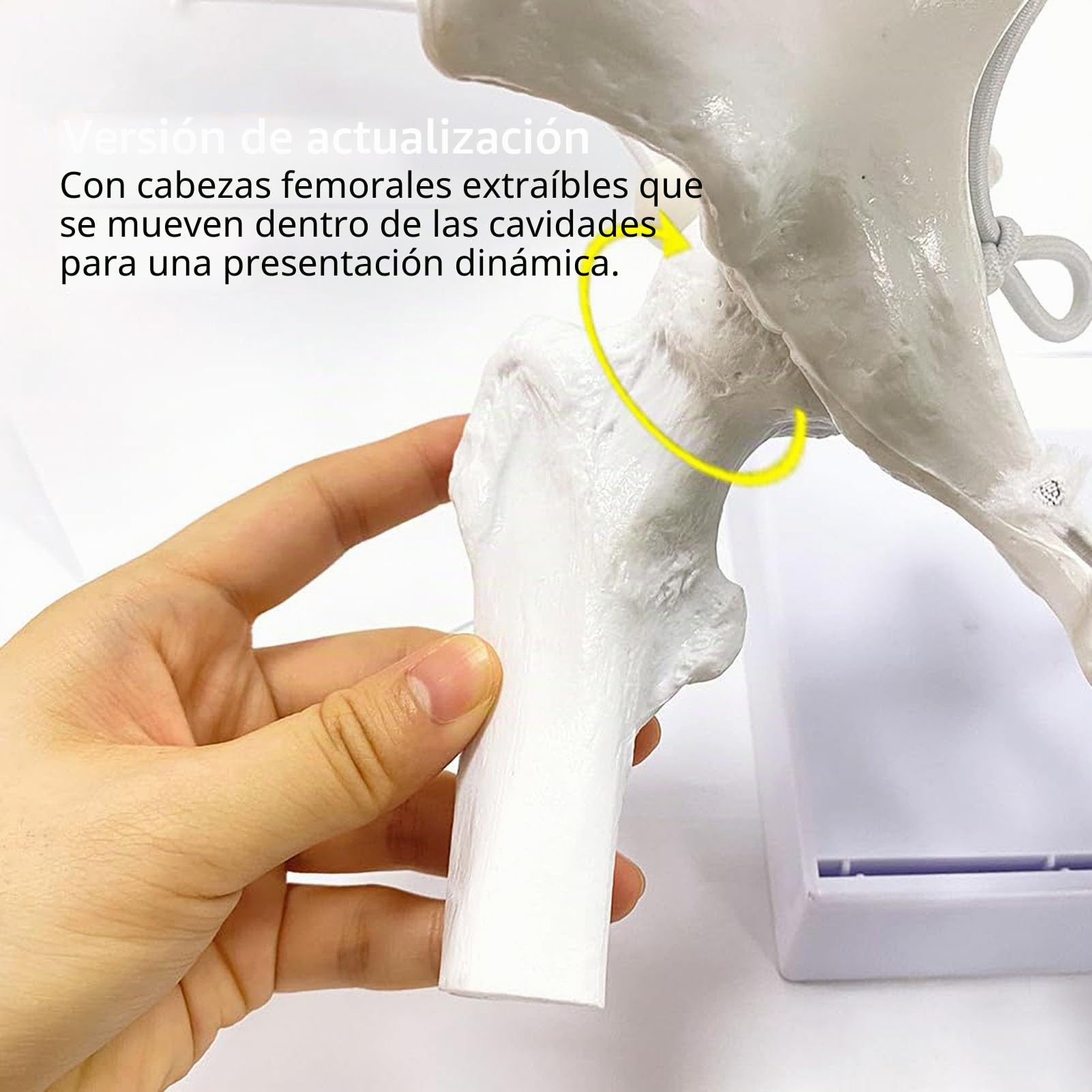 Genérico Modelo Flexible de Pelvis Femenina con Cabezas de fémur y articulaciones móviles, Pelvis Femenina de tamaño Real con Base de Apoyo, para la educación sobre el Parto
