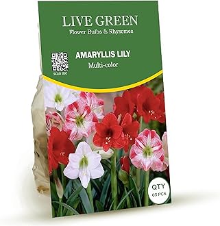 Live Green Amaryllis Lily Mutlicolor - Pack of 5 Bulbs