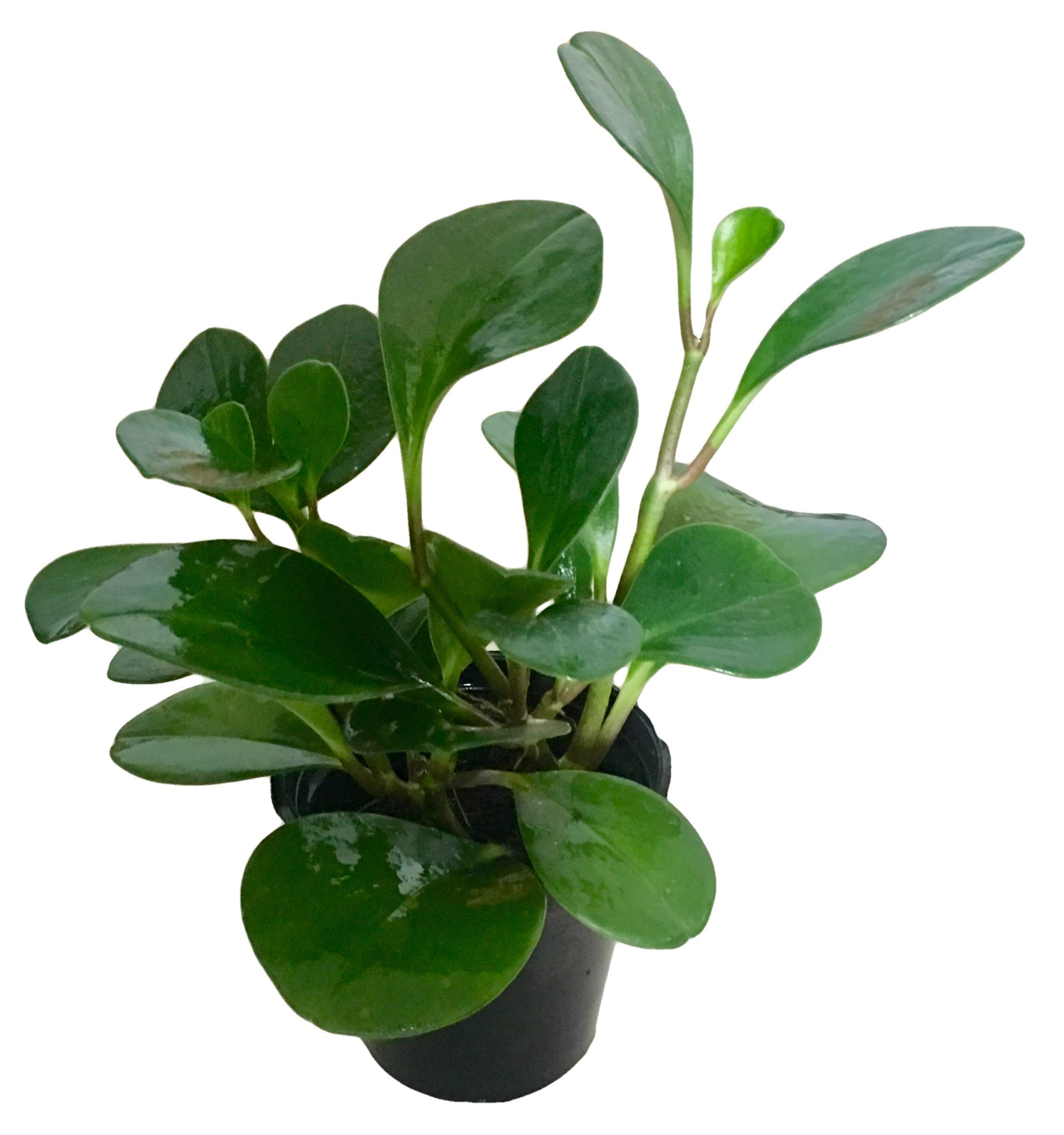 See full amazon price history chart for The Four Seasons Peperomia Obtusifolia Green Natural Live Plant in Pot The Four Seasons Peperomia Obtusifolia Green Natural Live Plant in Pot (B07DJTH4LZ) Amazon Price History, Amazon Price Tracker