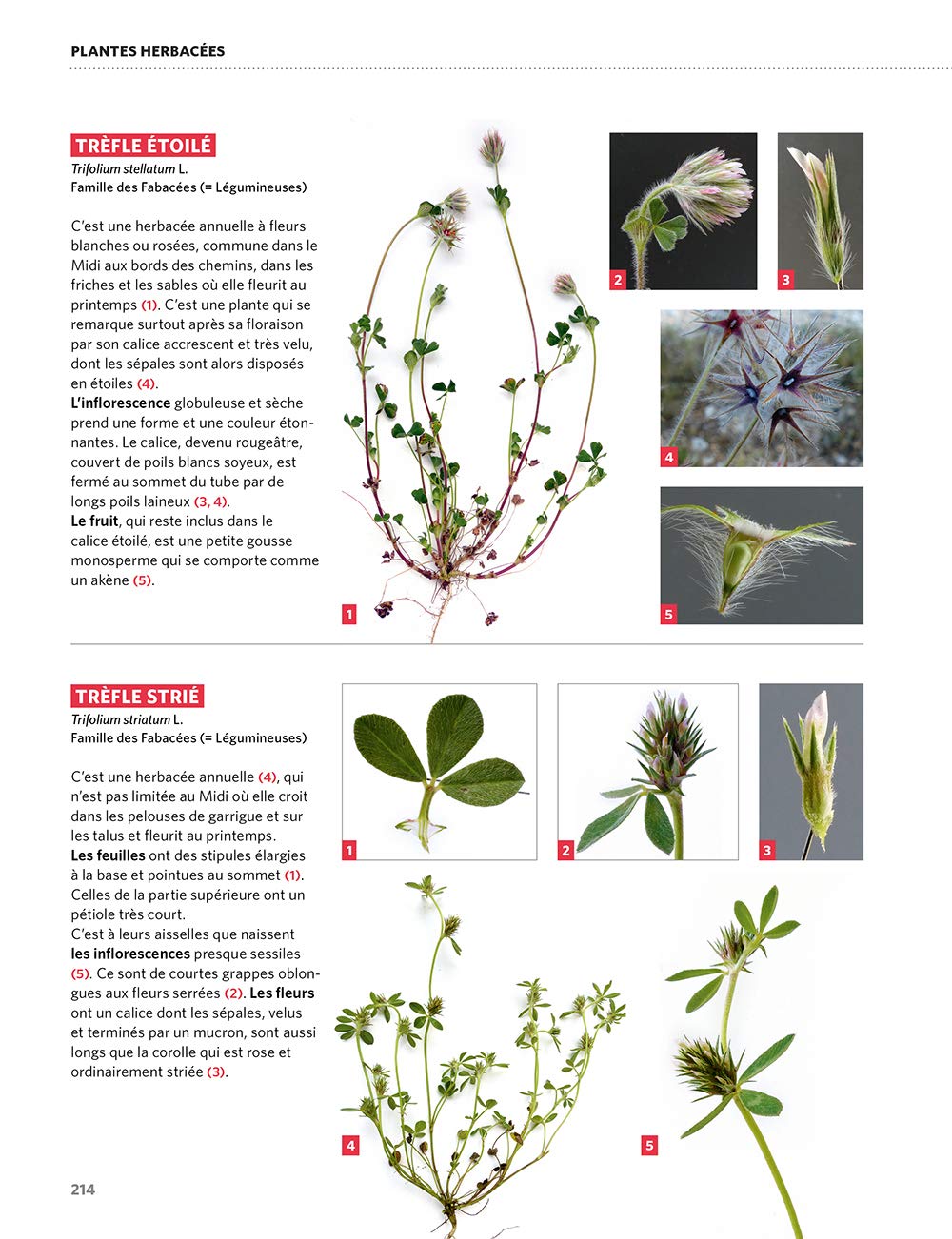 Dictionnaire visuel des plantes de la garrigue et