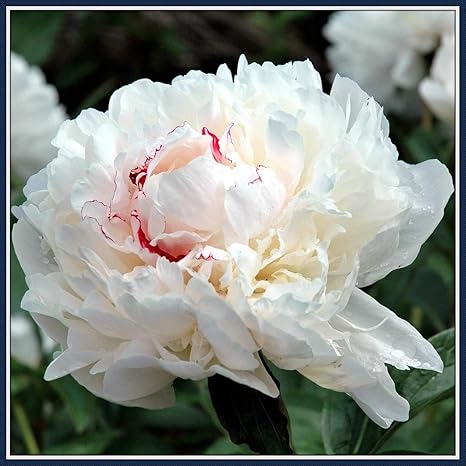 Amazon 芍薬の球根 鉢植え エレガントな白 非常に人気 太陽の下で エキゾチックで香りのよい花は カラフルな植物 エキゾチック 息をのむ 花