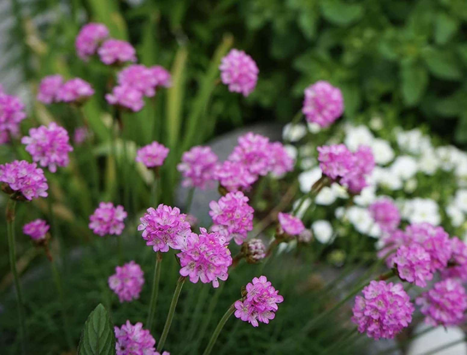 Armeria maritima Sea Thrift 6 Plug Plants Wildflower