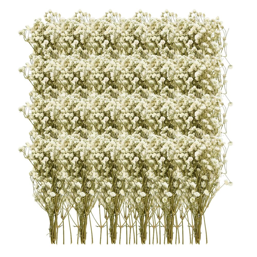 200 tiges de gypsophile séchée, gypsophila Naturelle avec tiges Vertes, Mini Fleurs Blanches pour Invitations de Mariage, Art en résine, Cartes, Loisirs créatifs, déco de Table Maison