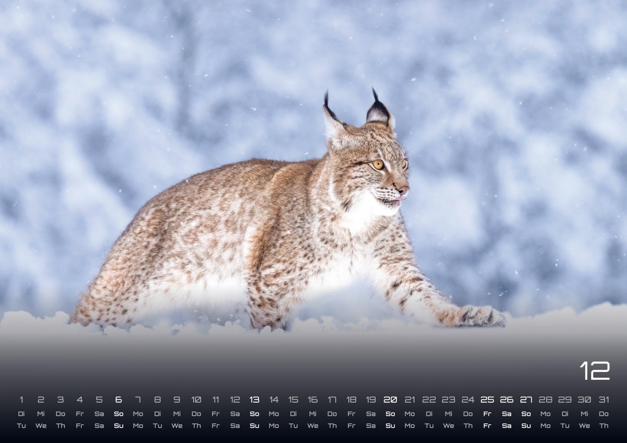Waldtiere - Heimische Waldbewohner - Der Tierkalender - 2026 - Kalender DIN A2: Der Wandkalender mit den schönsten Waldtier-Motiven für das Jahr 2026 im extragroßen Format DIN A2 (ca. 60 x 42 cm)!