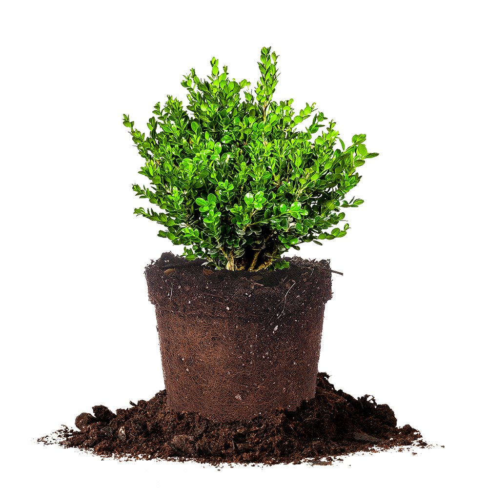 Perfect Plants wintergreen bush boxwood 1 gallon
