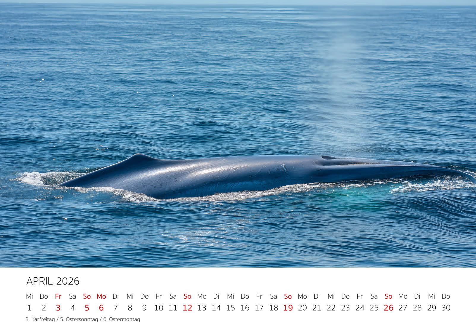 Edition Seidel Premium Kalender Faszination Wale 2026 Format DIN A3 Wandkalender Tiere Wal Jungtier Ozean Meer Natur Meereswelt