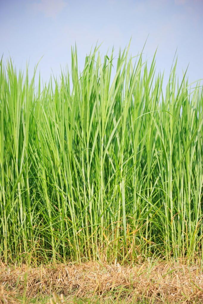 Sweet Sudan Fodder Grass Seeds For Cow (3500 Seeds)
