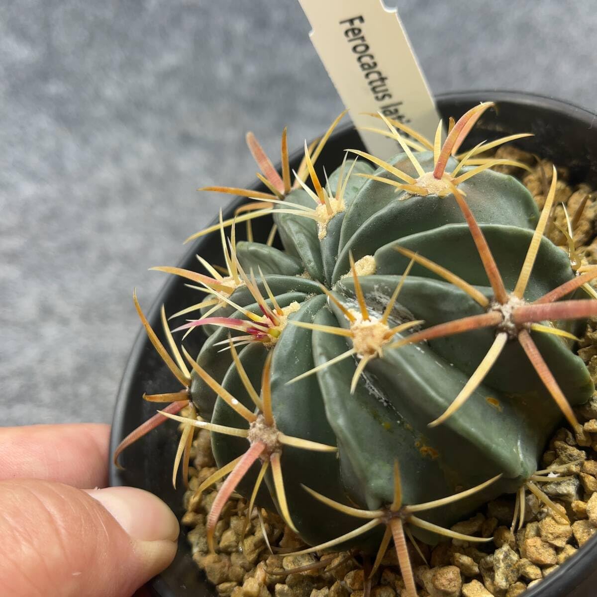 Amazon.co.jp: 鉢ごと発送フェロカクタス 日の出丸 Ferocactus
