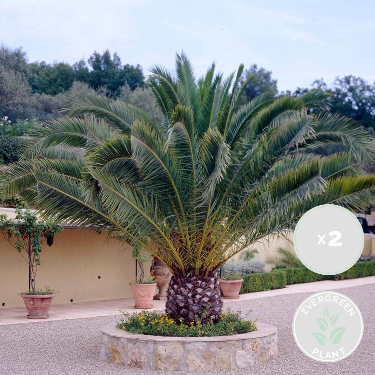 Bloomique - Lot de 2 - Phoenix Canariensis - Palmier des Canaries - Palmier rustique - Plantes de jardin - Hauteur 80-100 cm - Pot 19 cm
