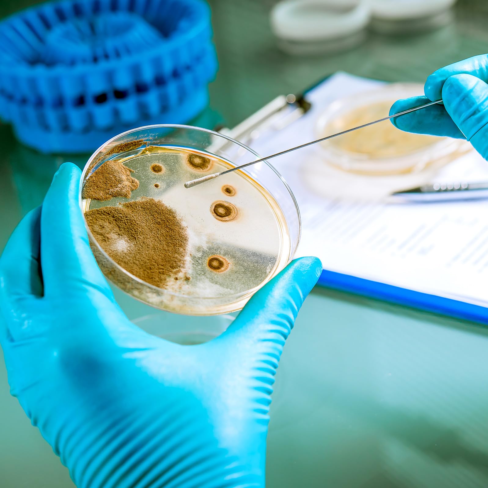 Placa de Petri Pre-vertida 7cm con Agar Nutritivo, 10 Piezas | Placas de Petri con Agar, Placas de Agar para Laboratorio, Decoracion Colegio