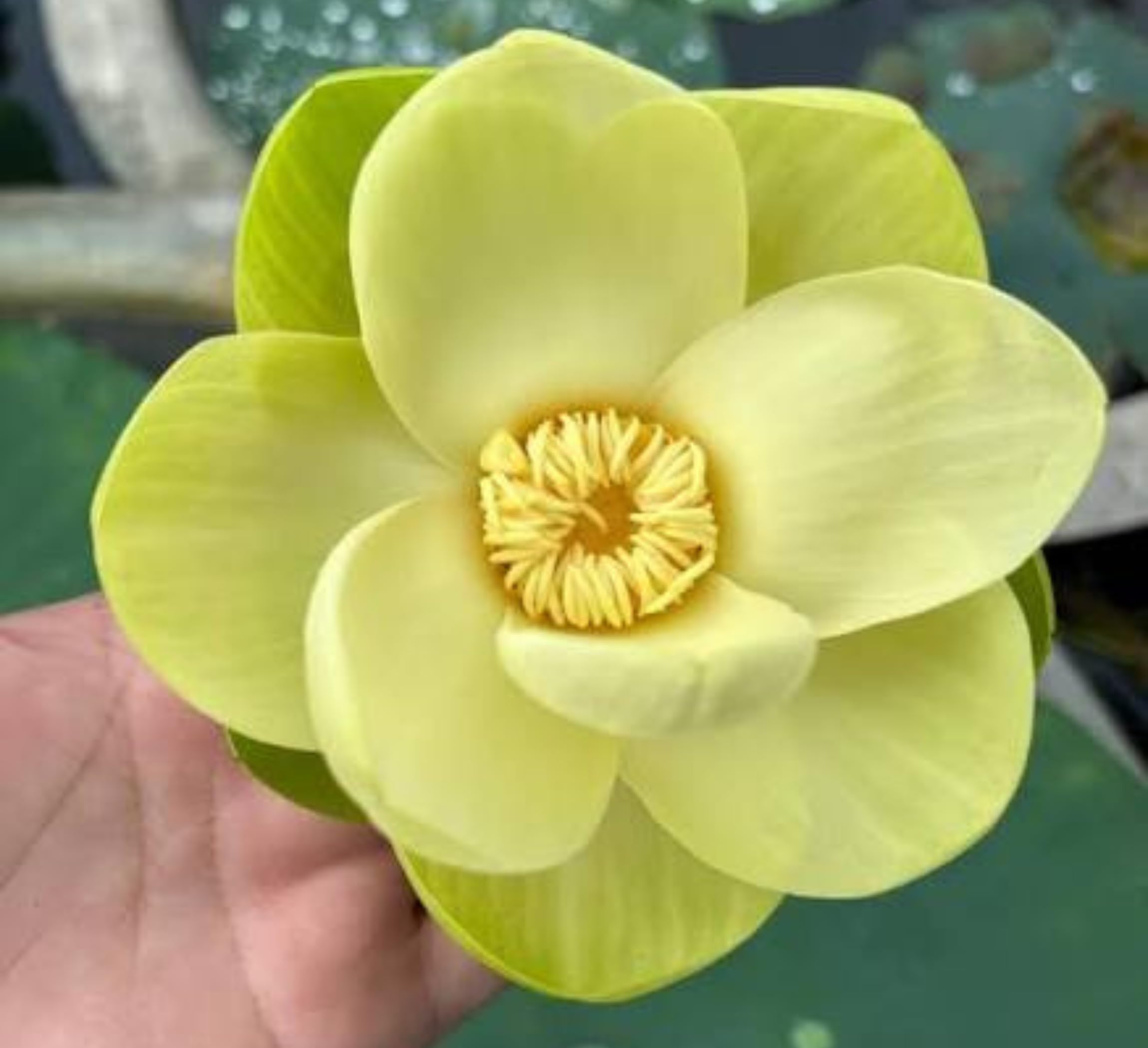 Red Lotus Plant - Blooms in 30 Days! -8