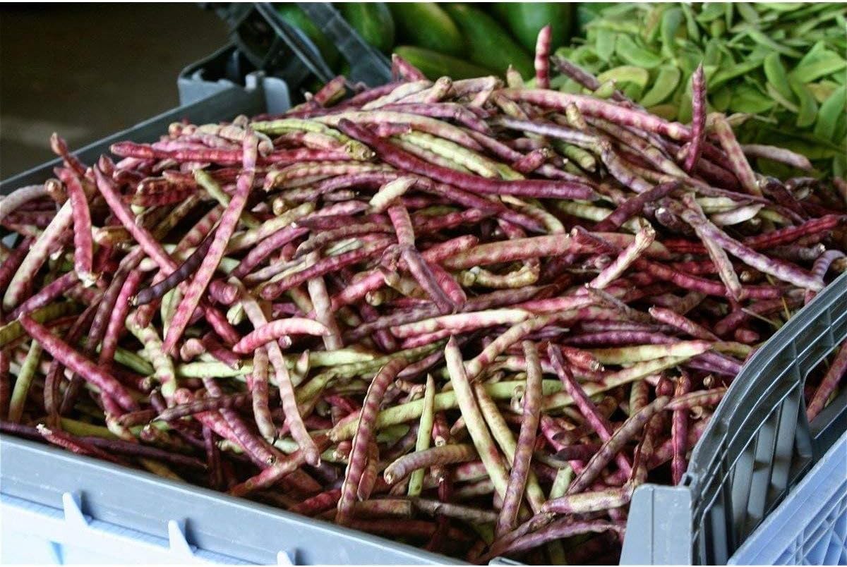 High yields of Reddish-Purple pods (500 - Seeds)