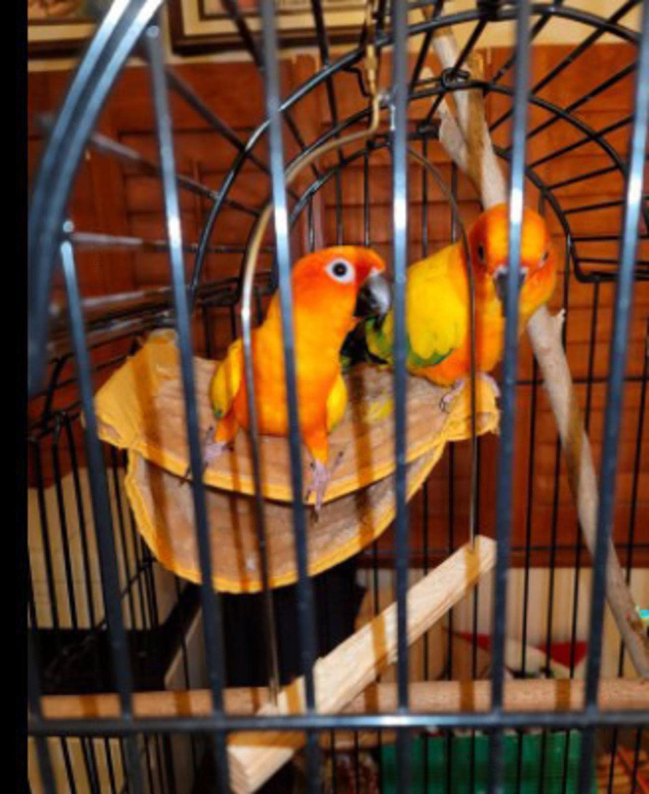 Nid de Cage à Oiseaux, lit superposé pour hamac à Oiseaux, grottes de nid d'oiseau