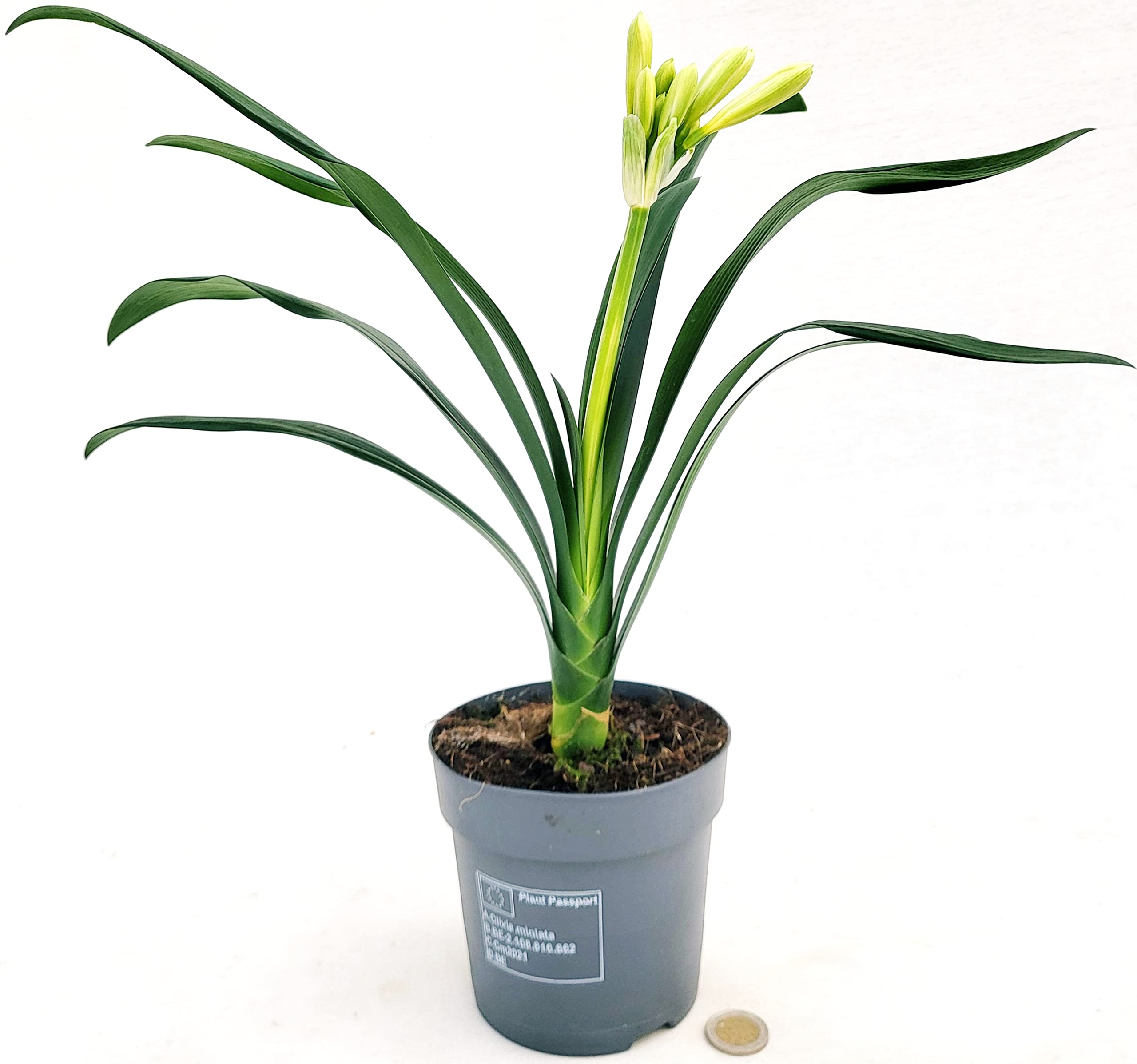 POWERS TO FLOWERS - Gelbe CLIVIA, Vase 13 cm Durchmesser, echte Pflanze :  Amazon.de: Garten