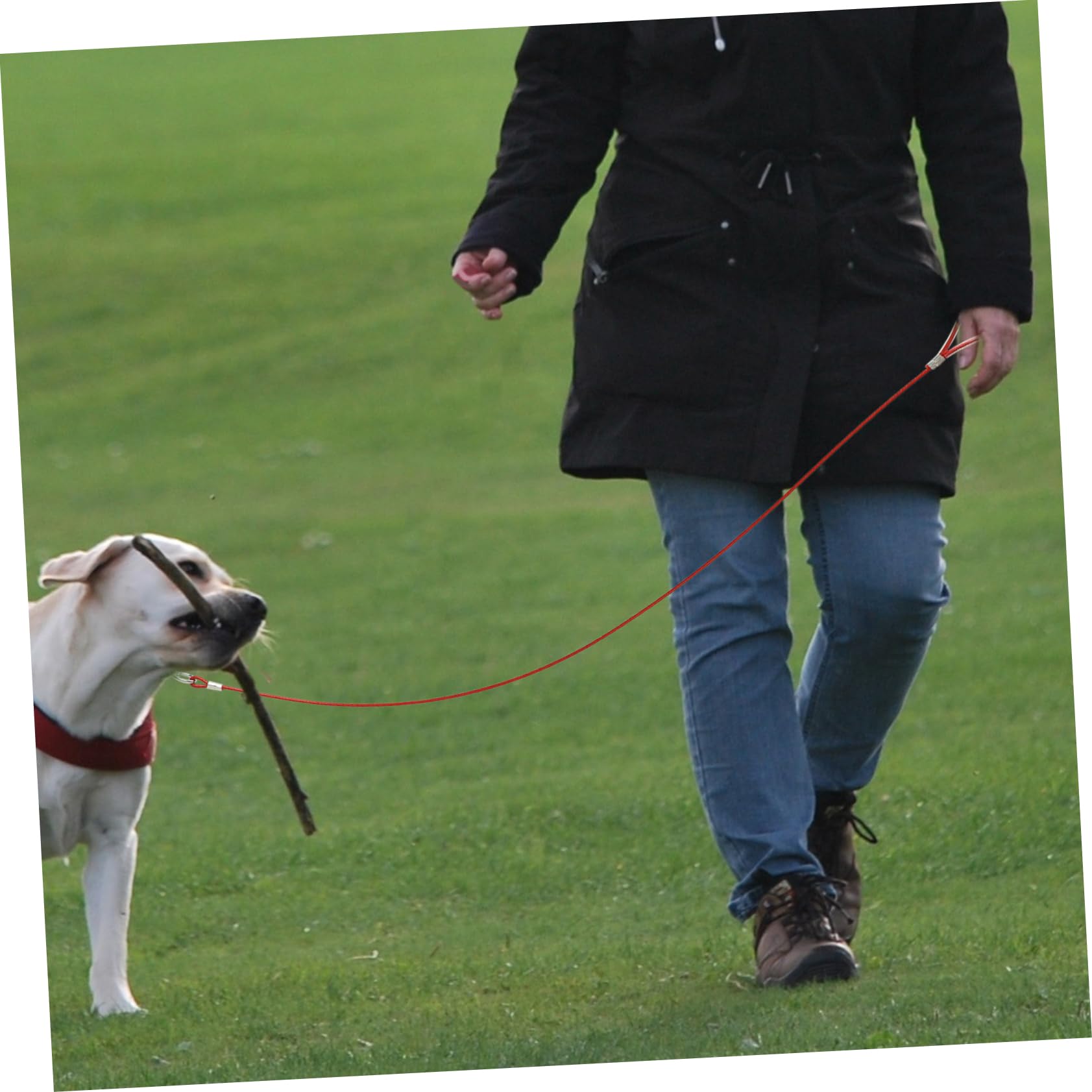 INOOMP 4pezzi Guinzaglio Per Cani Acciaio Inossidabile Resistente Ai Morsi Per Passeggiate e Attività All Aperto Design Elegante e Leggero